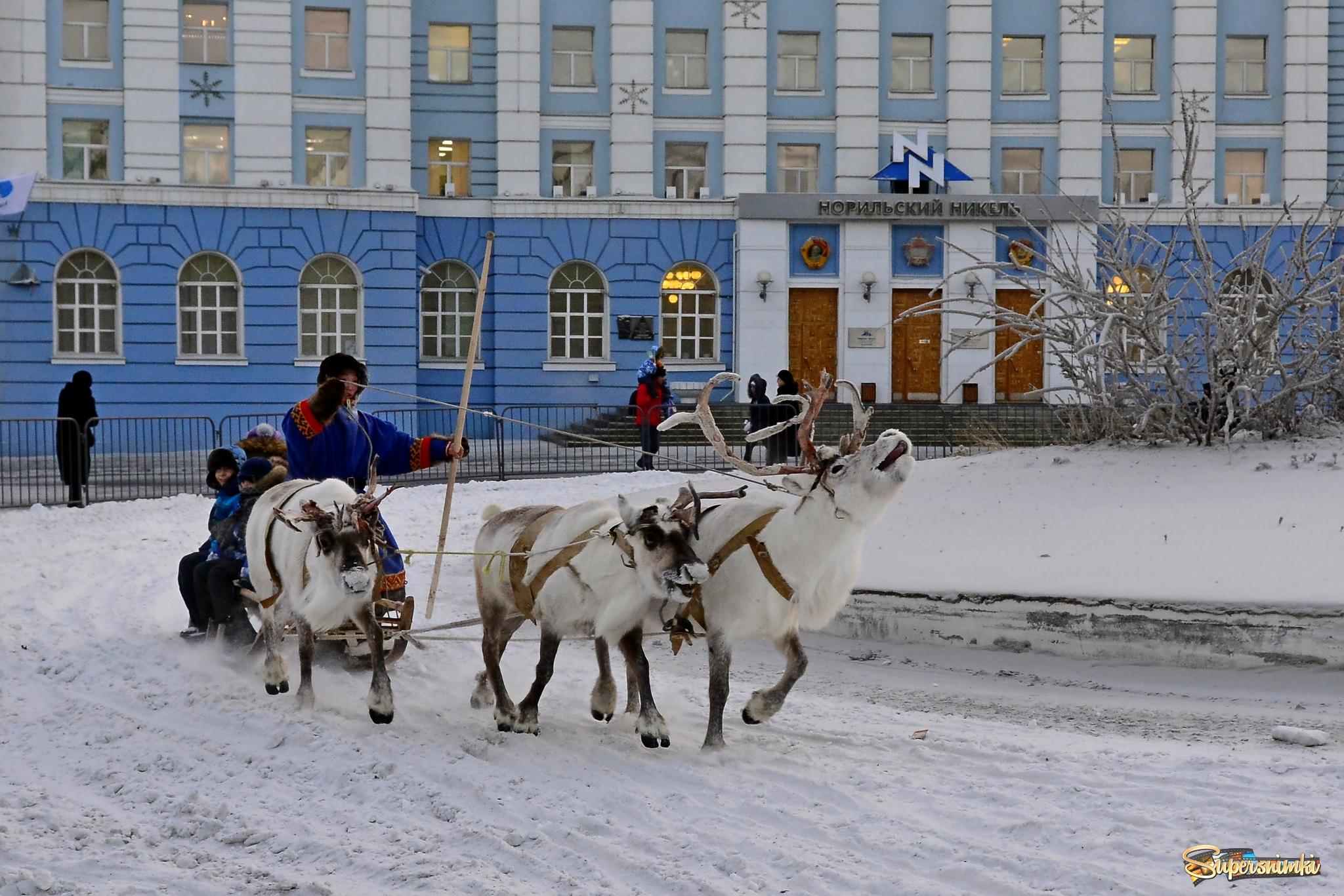 никель (Норникель) оленеводство