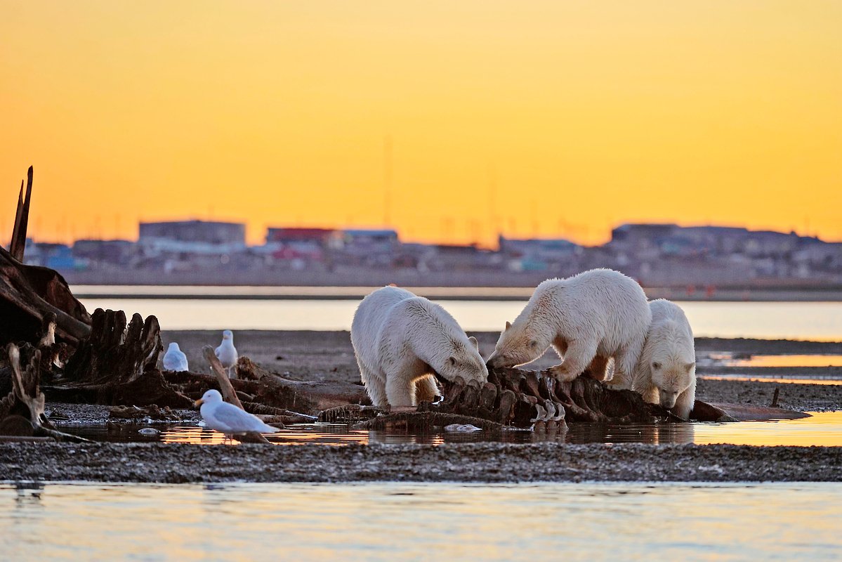 owl_wide_1200_ebfd732533d230a0fc50289644275ff8