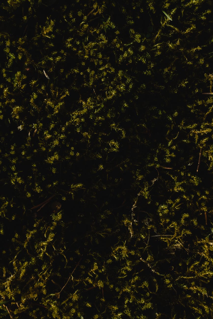 moss in macro photography