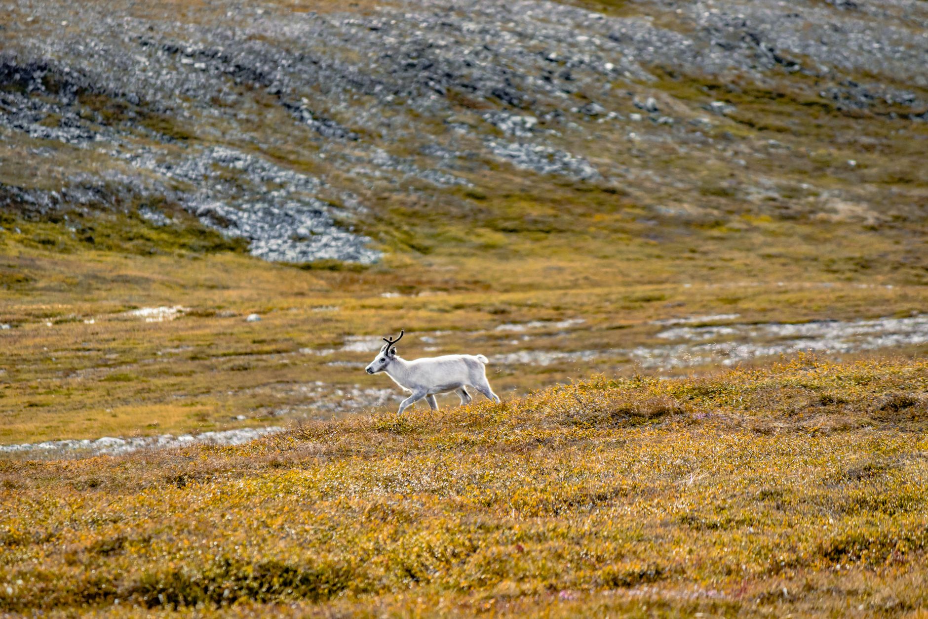 white reindeer in norway